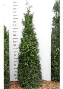 Kæmpethuja
